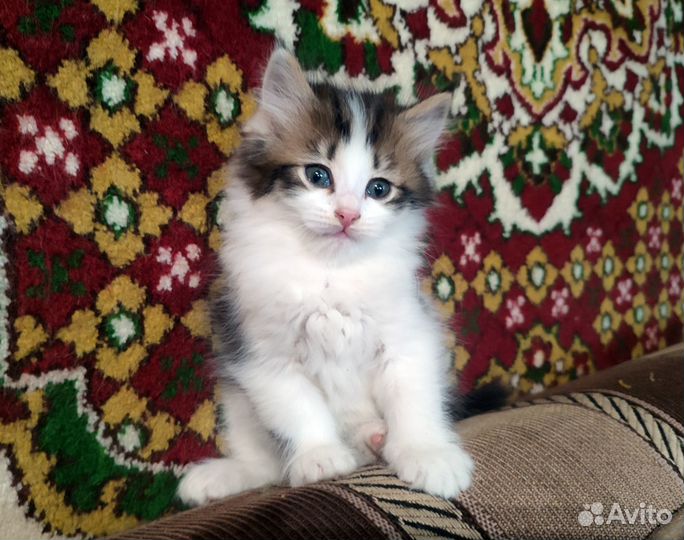 Котята в Красноусольском