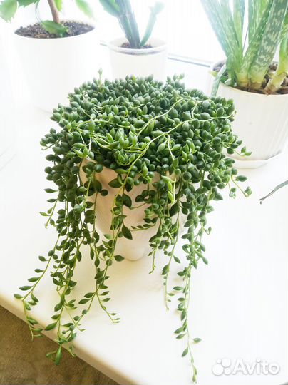 Крестовник Геррейна (Senecio herreianus)