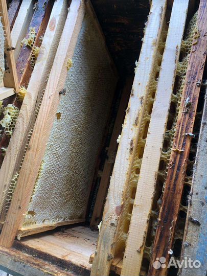 Приючу пчёл,сниму рой
