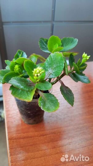 Коланхоэ (коланхое)