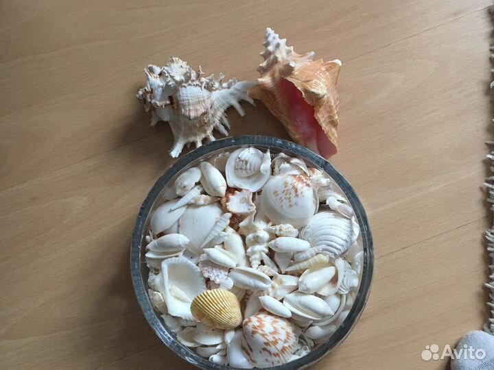 Океанские ракушки Куба