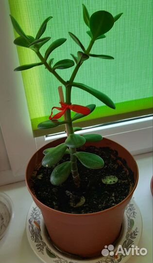 Денежное дерево-крассула