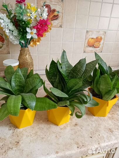 Сансевиерия