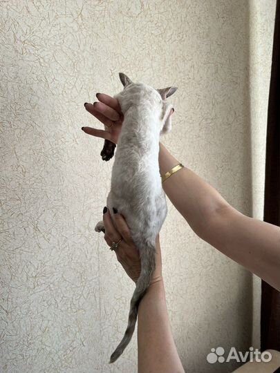 Котята девон-рекс (DRX)