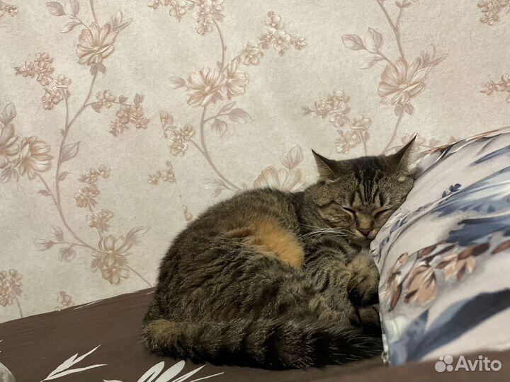 Кот