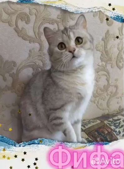 Британская кошечка