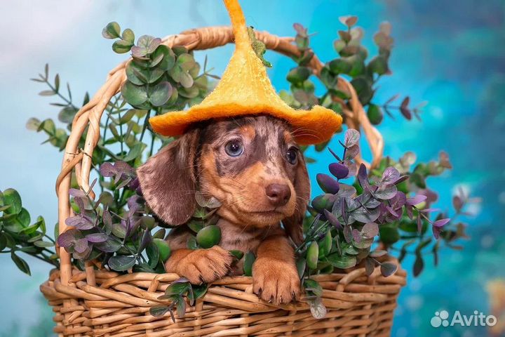 Миниатюрная моаморная такса мальчик