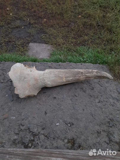 Рог древнего безона