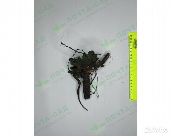 Пион молочноцветковый Shirley Temple