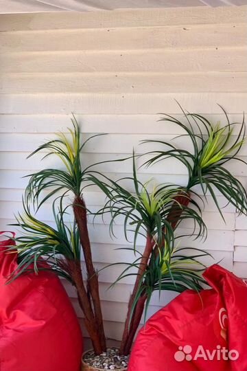 Драцена искусственная