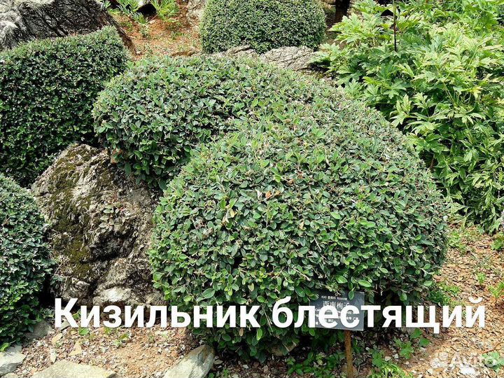 Саженцы декоративных растений