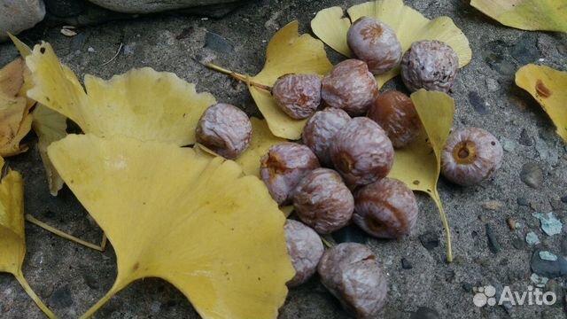 Саженцы Гинкго билоба Лавр,Инжир Гортензии, Гранат