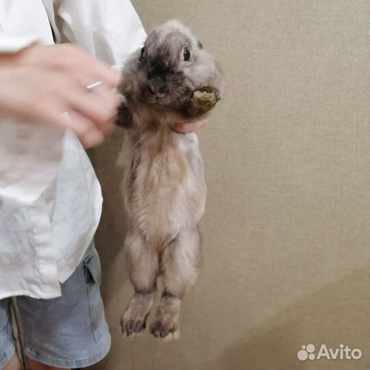 Декоративные кролики