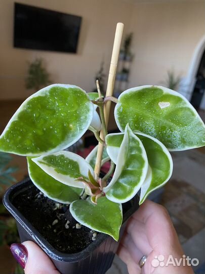 Комнатные растения