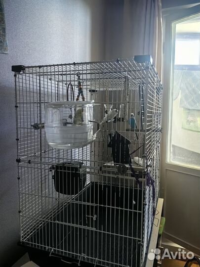 Волнистый попугай с клеткой