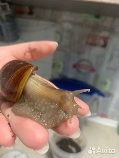 Улитки ахатины