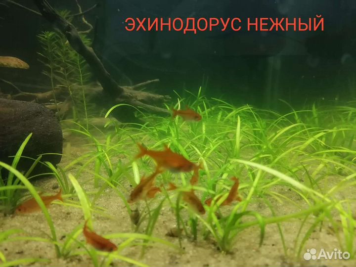 Аквариумные растения