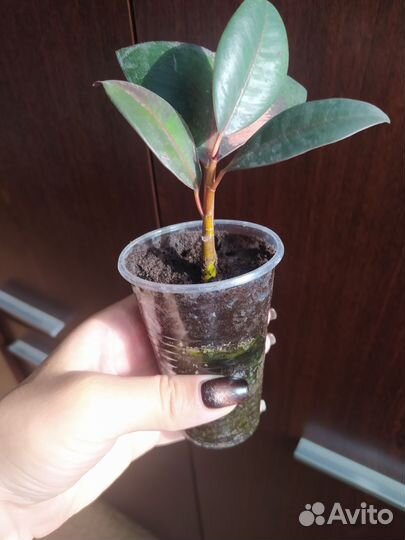 Фикус каучуконосный 