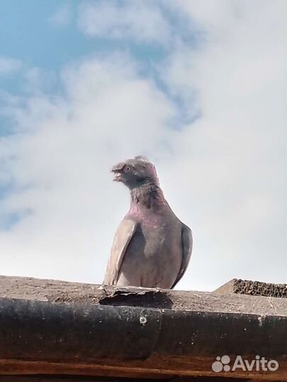 Продажа голубей