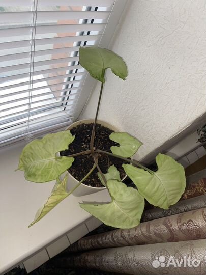 Сингониум серебрянная жемчужина