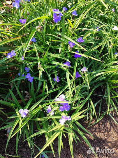 Традесканция фиолетовая садовая