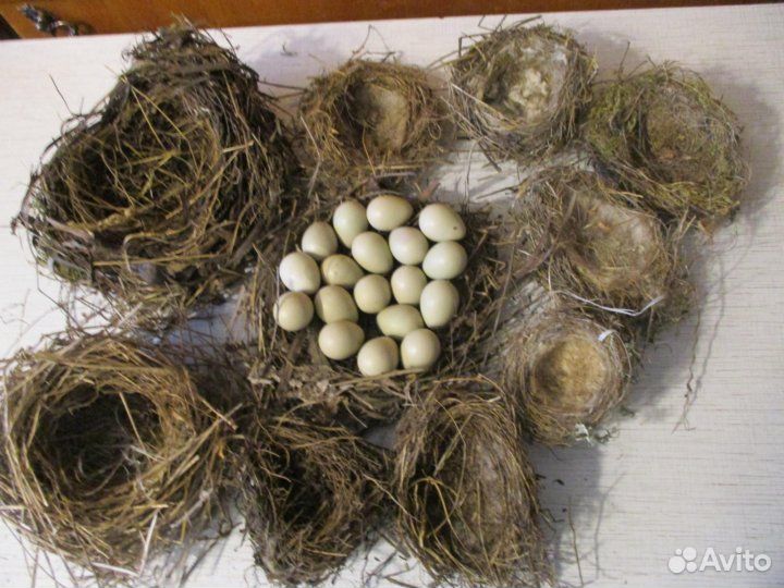 Гнездо птичье