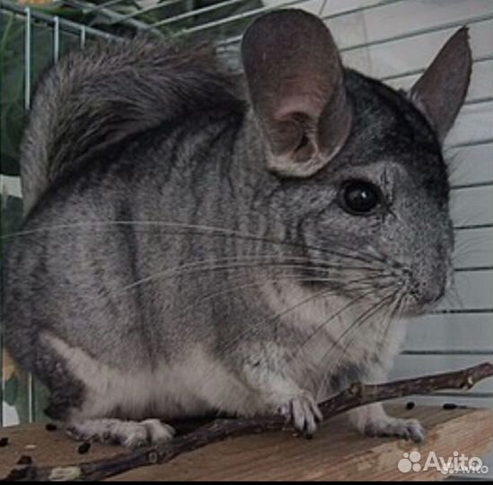 Шиншилла девочка