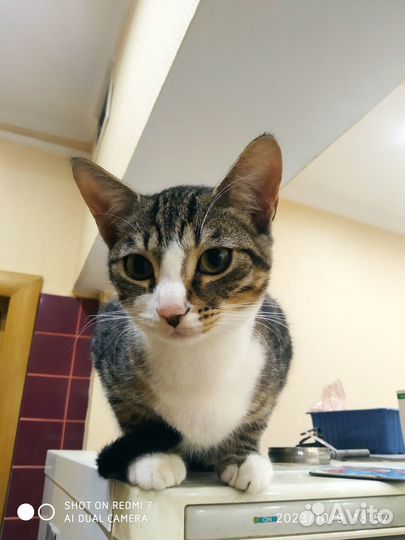 Котята бесплатно