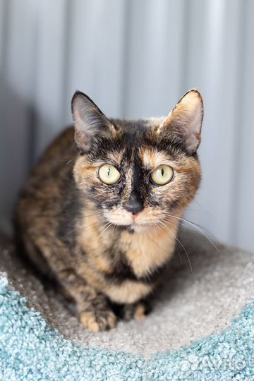 Кошка Бонька, 3 годa в дар