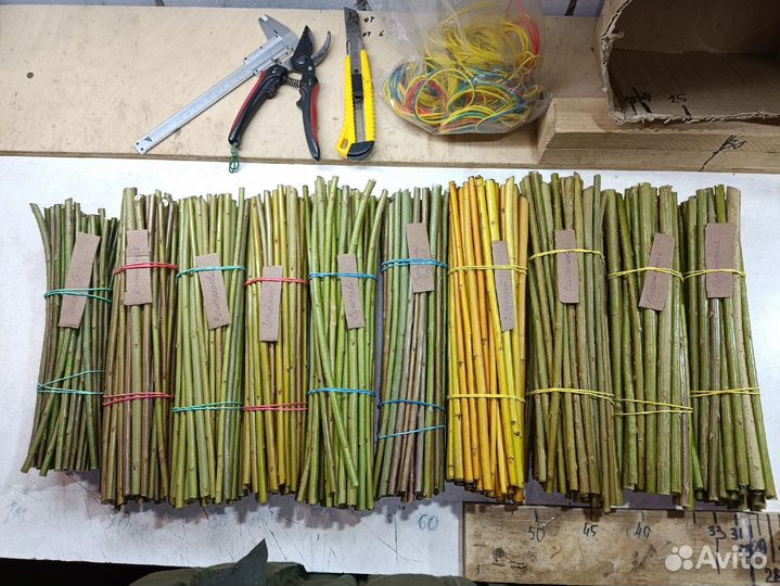 Черенки ивы Американка гигантская и других сортов