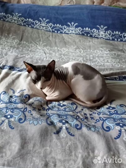 Канадский сфинкс