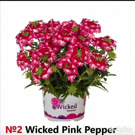 Вегетативка