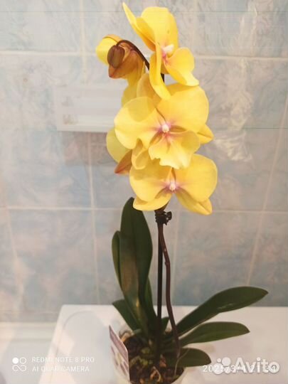 Орхидея фаленопсис Манго Биг лип 1 цветонос 12/45
