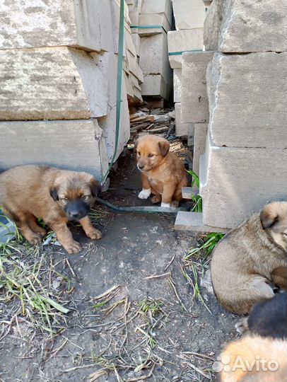 Щенки