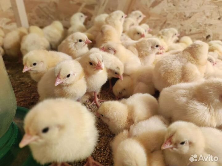 Цыпленок бройлера Кобб 500 в наличии импорт