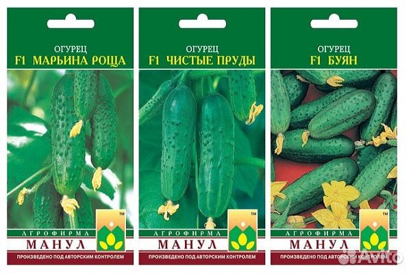 Семена огурцов