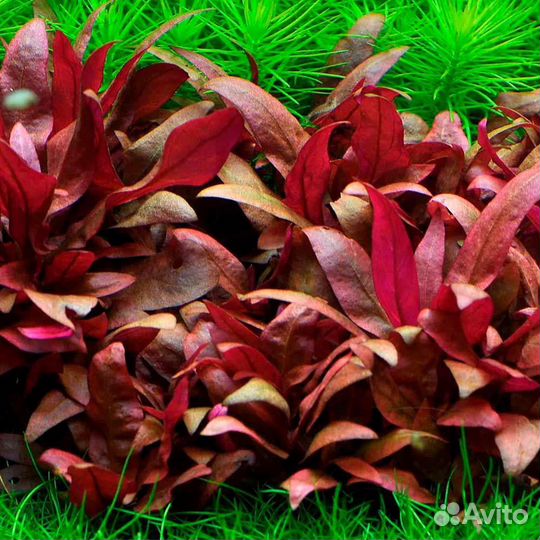 Растения для аквариума