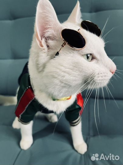 Очки для кошек и собак