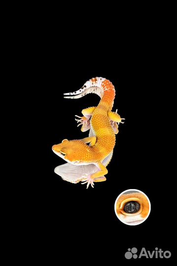 Эубфлефар ящерица