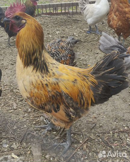 Молодые петухи