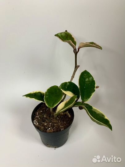 Хойя Кримсон Квин