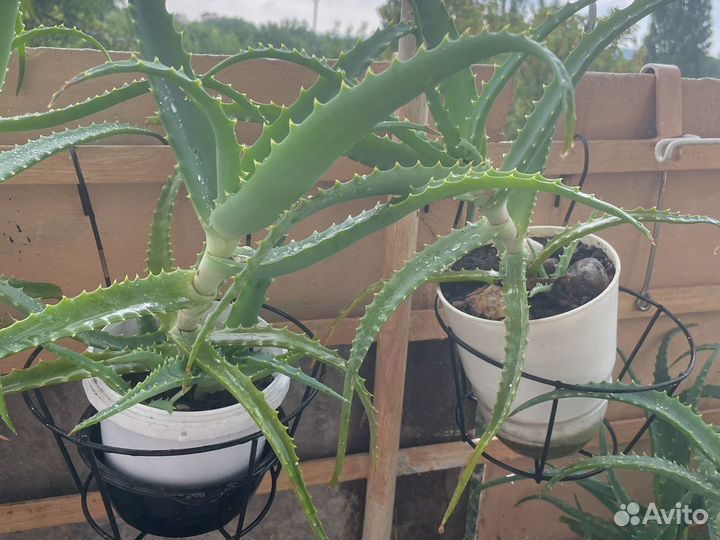 Алоэ столетник лечебный