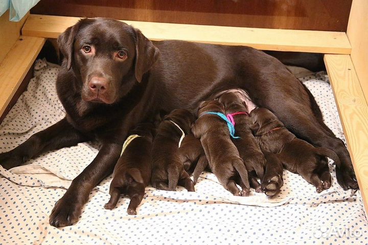 Щенки лабрадора