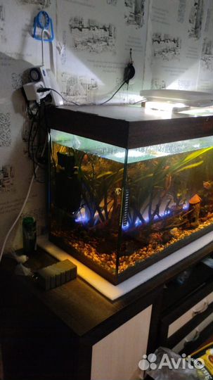 Аквариум