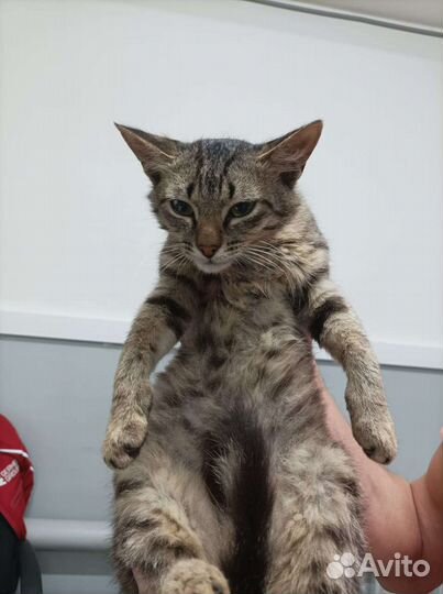 Кот с завода ищет дом