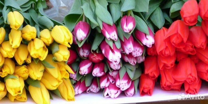 Тюльпаны к 8 марта оптом