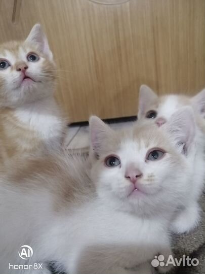 Котятя британцы