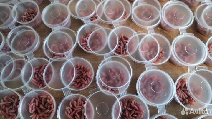 Живая наживка. Черви, мотыль, опарыш