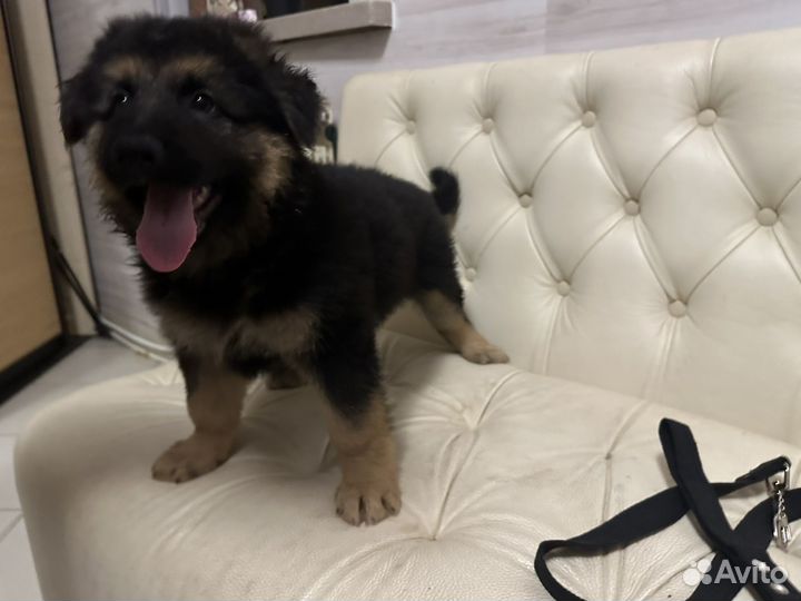 Немецкая овчарка