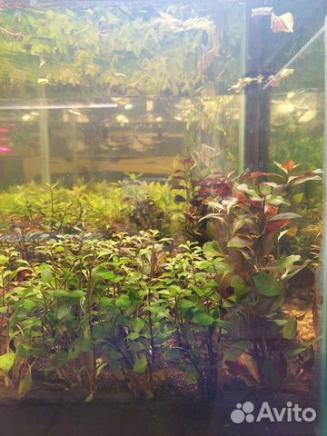 Живые растения для аквариума. 02.02.24 объявление продам